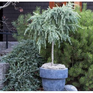 Céder Himalájsky (Cedrus deodara) ´FEELIN BLUE´® - výška 50-60 cm, ø 40-50 cm, kont. C7L (-23°C) - NA KMIENKU